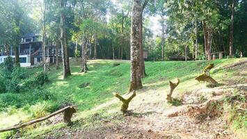 green national park with trees and grass photo