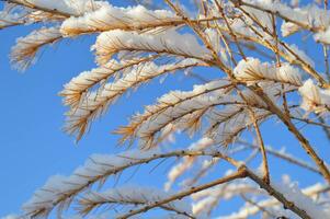 BEAUTIFUL WINTER photos with snow and icy branches with sun glare and leaves. High quality photo