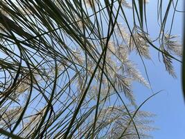 Feathery Grass Against a Blue Sky photo