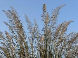 Feathery Grass Against a Blue Sky photo
