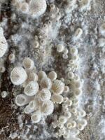 Discover the incredible health benefits of suehirotake mushrooms photo
