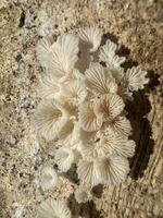 Discover the incredible health benefits of suehirotake mushrooms photo