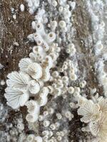 Discover the incredible health benefits of suehirotake mushrooms photo