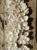 Discover the incredible health benefits of suehirotake mushrooms photo