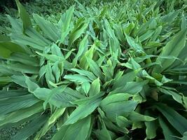 green and fresh Curcuma zedoaria in the garden photo