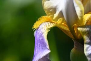 a close up of a yellow and purple iris photo
