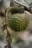 a close up of a green fruit on a tree photo