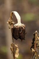 a dried plant with a dead flower on it photo