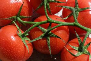 tomatoes are shown on a stem with green leaves photo