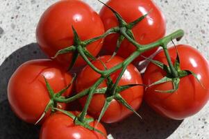 tomatoes are shown on a stem with green leaves photo
