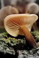 a mushroom is growing on a rock photo