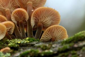 a group of mushrooms growing on a tree branch photo
