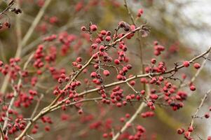 a bush with red berries and small leaves photo