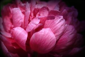 a close up of a pink flower with a dark background photo