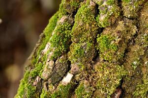 moss on a tree trunk photo
