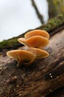 three orange mushrooms on a log photo