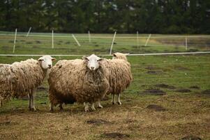 three sheep standing in a fenced in area photo
