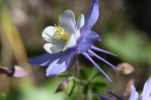 a close up of a purple and white flower photo
