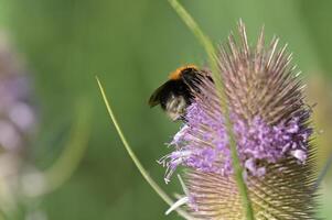 a bee on a purple flower in the grass photo