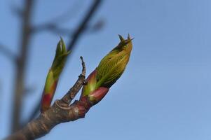 a budding tree branch with green leaves photo