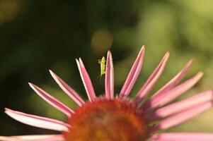 a green bug on a pink flower photo