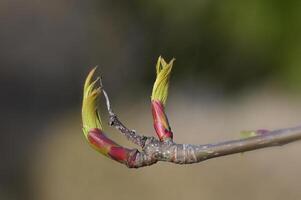 a branch with buds on it photo