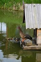 a duck and her ducklings in a pond near a wooden house photo