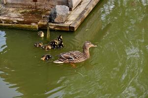 a duck and her ducklings swimming in a pond photo