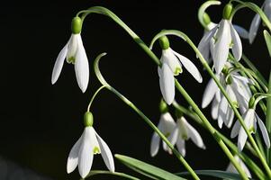 snowdrop flowers are blooming in the spring photo
