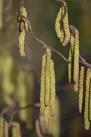 a branch with many green leaves hanging from it photo