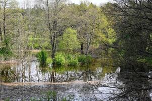 flooded forest in the spring photo