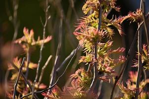 a close up of some pink flowers on a plant photo