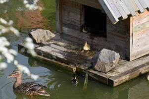 a duck house in the water photo