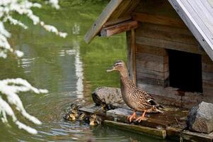 a duck standing in front of a wooden house photo