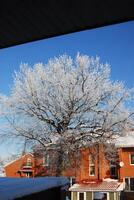 A tall tree covered in snow is positioned right in front of a building photo