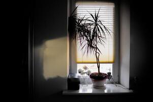 A potted plant is on a window sill in front of closed blinds photo