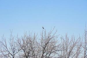 A beautiful bird perched on a tall tree with a blue sky photo