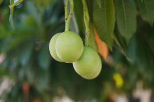 Green Fruit with A Glimpse of New Life photo