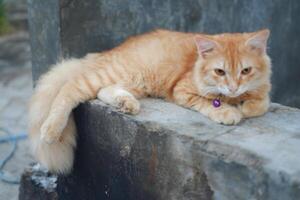 cat laying on the cement in the garden, selective focus photo