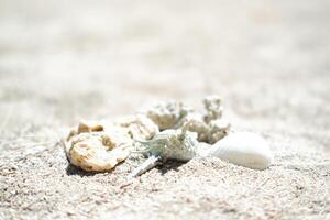 Seashells on the beach. Selective focus. photo