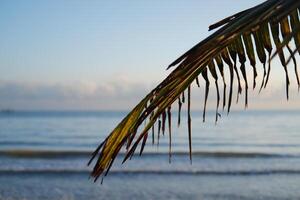 Palm leaf on the beach with blue sky and sea background. photo