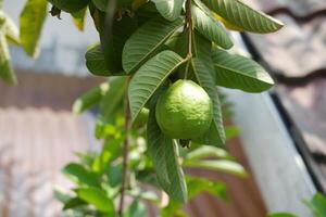 Guava fruit on the tree in the garden with green leaves background photo