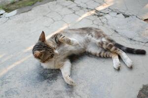 cat laying on the cement in the garden, selective focus photo