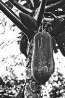 A black and white photograph of a papaya tree showcases its textured trunk and hanging fruits with high contrast emphasizes the papaya rugged surface against a softly blurred background. photo