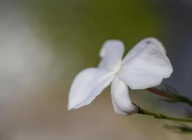 White jasmine flower captures the essence of tranquility in a delicate close-up view. photo