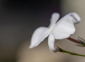 Delicate white flower blossoms softly in the garden, capturing nature beauty at dusk. photo