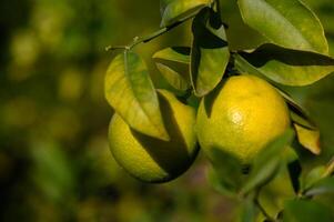 Vibrant green citrus fruits nestled among lush leaves in a sunny orchard photo