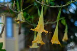 Delicate yellow blossoms sway gently in the warm afternoon breeze, adding beauty to the lush greenery photo