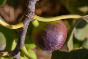 Ripening fig hanging from a lush branch under soft sunlight in a vibrant garden setting photo