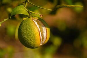 Fruit hangs delicately from a branch, showing vibrant colors and unique textures in a sunny garden setting photo